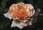 Pearlie Mae rose photo