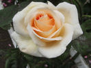 Pelé rose photo