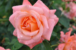Pensioner's Voice rose photo