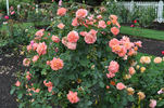 Pensioner's Voice rose photo