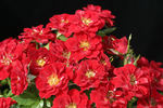 Peter Pan rose photo