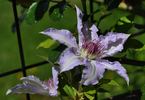 Clair de Lune clematis photo