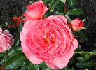 Pink Abundance rose photo
