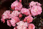 Pink Bells ® rose photo