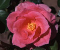 Prairie Princess rose photo