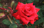 Pride of England rose photo