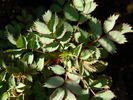 OADEFED rose photo