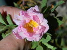OADEFED rose photo