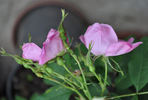 R. johannensis rose photo
