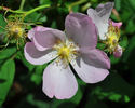 R. johannensis rose photo