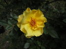 Yellow Alzbeta Kuska rose photo