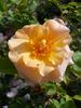 F. J. Lindheimer rose photo