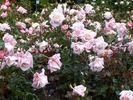 Truly Amazing rose photo