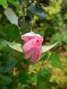 Quinceanera rose photo
