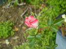 IW0-47-19 rose photo