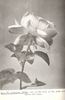 Mrs. Wakefield Christie-Miller rose photo