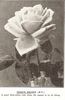 Bessie Brown rose photo