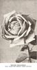 Hector Mackenzie rose photo