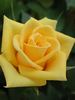 Behold ™ rose photo