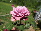 Blue Angel, Cl. rose photo