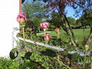 Blue Angel, Cl. rose photo
