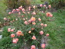Isabelle Nabonnand rose photo