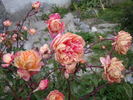 Isabelle Nabonnand rose photo