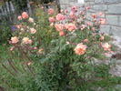 Isabelle Nabonnand rose photo
