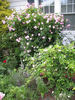 Clotilde Soupert, Cl. rose photo