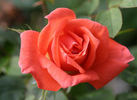 Pucker Up rose photo