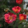 Greenmantle rose photo