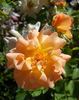 F. J. Lindheimer rose photo