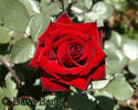 40th rose photo