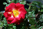 Be My Baby rose photo