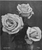 Queen of Spain rose photo