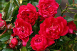 Red Fairy rose photo