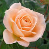 Hanky Panky rose photo