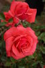 Millie Walters ™ rose photo