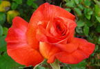 Robert Clements rose photo