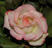 Party Girl ® rose photo
