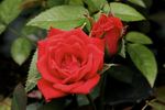 Pucker Up rose photo
