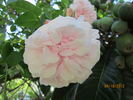 Baty's Pink Pillar rose photo