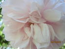 Baty's Pink Pillar rose photo