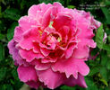 Mary Margaret McBride rose photo