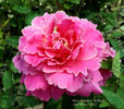 Mary Margaret McBride rose photo
