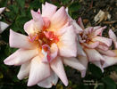 Tarantella rose photo