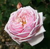 Thomas A. Edison rose photo