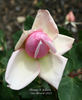 Thomas A. Edison rose photo