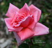 Louise Joly rose photo