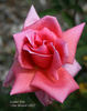 Louise Joly rose photo